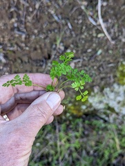 Anthriscus caucalis
