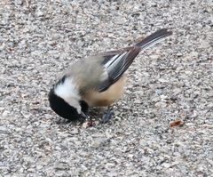 Poecile atricapillus