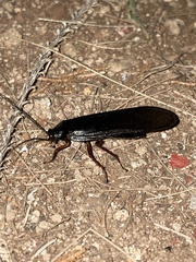 Blattinae