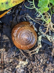 Helminthoglypta arrosa