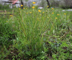 Ranunculus auricomus