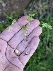 Anthriscus caucalis