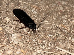 Blattinae