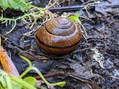 Helminthoglypta arrosa