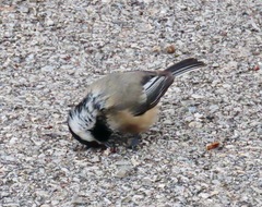 Poecile atricapillus