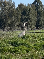 Ardea herodias