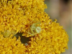 Misumenops rubrodecoratus