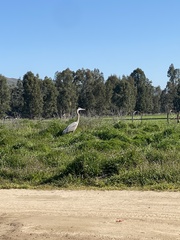 Ardea herodias