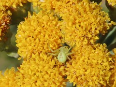 Misumenops rubrodecoratus