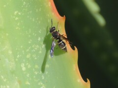 Antepipona