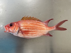 Holocentrus adscensionis