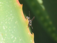 Antepipona