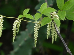 Dioscorea pentaphylla