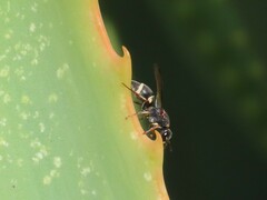 Antepipona