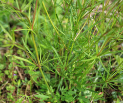 Ranunculus auricomus