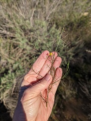 Gutierrezia californica