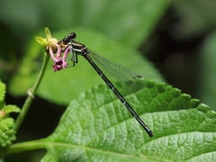 Prodasineura autumnalis