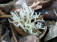 Ramariopsis kunzei