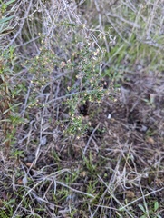 Galium nuttallii