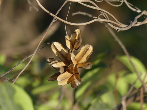 Dioscorea pentaphylla iNat (1)
