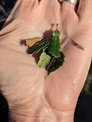 Quercus × acutidens