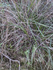Carex triquetra