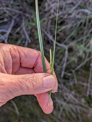 Carex triquetra