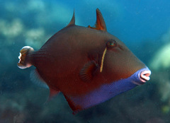 Sufflamen chrysopterum