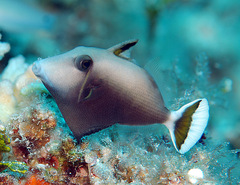 Sufflamen chrysopterum