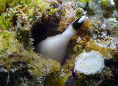 Sufflamen chrysopterum