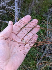 Crocanthemum scoparium
