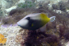 Sufflamen chrysopterum
