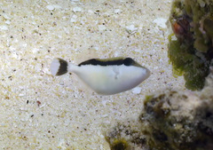 Sufflamen chrysopterum