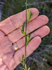 Crocanthemum scoparium