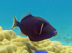 Sufflamen chrysopterum