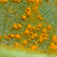 Coleosporium plumeriae