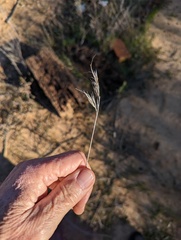 Bromus rubens