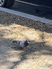 Columba livia domestica