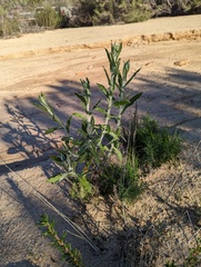 Pseudognaphalium biolettii