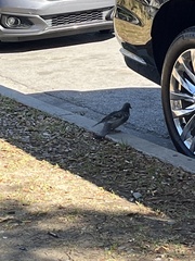 Columba livia domestica