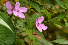 Arthrostemma ciliatum