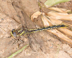 Phanogomphus oklahomensis