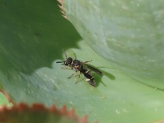 Antepipona