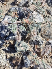 Dalea mollissima
