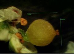 Corrigiola litoralis litoralis