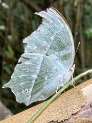 Protogoniomorpha parhassus