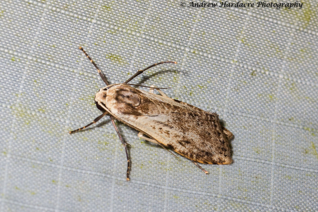 Euconosia