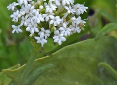 Valerianella