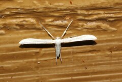 Hellinsia homodactylus