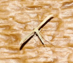 Hellinsia homodactylus